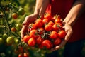 Close-up senior womanÃ¢â¬â¢s hand harvesting fresh organic tomatoes. Generative AI